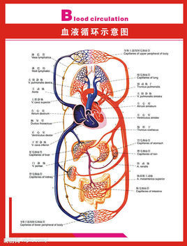 关注人体微循环障碍